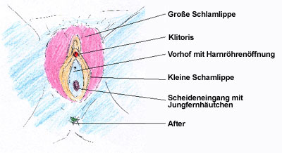 Aussehen jungfernhäutchen billiterjullie1988